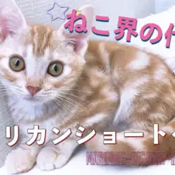 【 アメリカンショートヘア 】ねこ界の代表！！優しい色合いのイケメンにゃんこ
