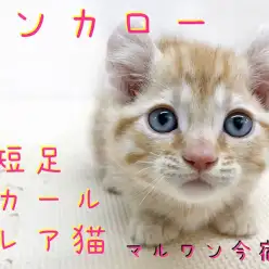 【 キンカロー 】超希少!短足エンジェルイヤーのレアにゃんこが今宿店に電撃入店!