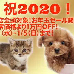 【 2020新春セール開催！】全店・全頭対象・期間限定のお年玉！
