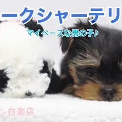 【 ヨークシャーテリア 】マイペースヨーキー!特技はヘソ天で寝れちゃうこと!