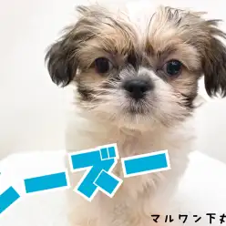 【 シーズー 】表情豊かな下丸子店の番長！