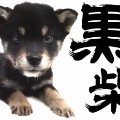【 柴犬 】一富士二鷹三黒柴！グレイトジャパニーズドッグ！
