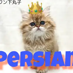 【 ペルシャ 】ゴージャス感溢れる猫の王様