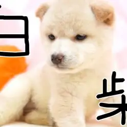 【 柴犬 】シロクマ似の希少な白柴!!お鼻がハートマークが女子力アップ!