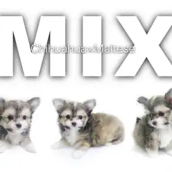 【 MIX・チワマル 】マストキュートなわんこ登場！秘技一本ヘソ天の全貌！