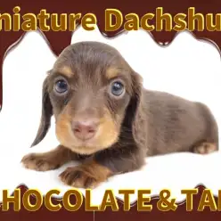 【 ミニチュアダックス 】バレンタイン先取り！濃厚チョコレートカラーの短足君！