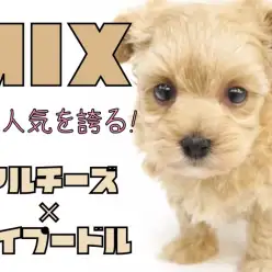 【 MIX 】垂れたお耳はまるでテディベア！両親ともにコンパクトサイズ！