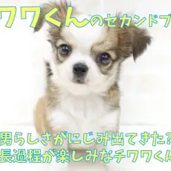 【 チワワ 】男らしさが滲み出てきた、チワワくんのセカンドブログ!