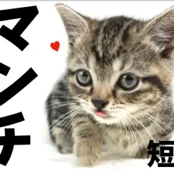 【 マンチカン 】短足マンチさんと仲良くなるスキンシップ方法をちょっとだけ公開！