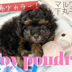 【 トイプードル 】超希少！ブラックタンのトイプーがやってきた！