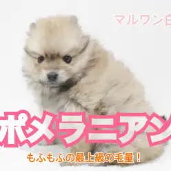 【 ポメラニアン 】超レア!子犬の中でも最上級の毛量の持ち主!