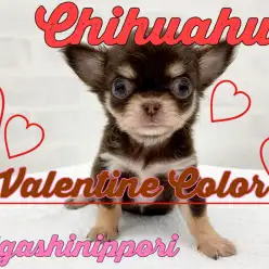 【 チワワ 】誘惑の甘いチョコ！THEチワワ顔のプリンセス参上！