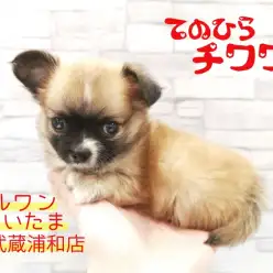 【 チワワ 】マルワンといえば手のひらチワワ！ドワーフタイプの男の子！