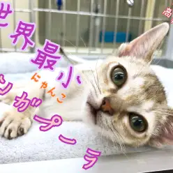 【 シンガプーラ 】一人暮らしにピッタリ⁉世界最小ネコ！