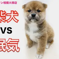 【 柴犬 】どすこい！まん丸体型のクマ系柴！頑張りたいけど眠気には勝てない？