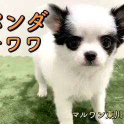 【 チワワ 】一度でも見たら引き込まれる超個性!衝撃のパンダ柄チワワ♪