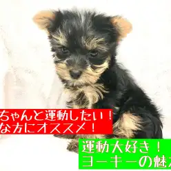 【 ヨークシャーテリア 】訓練士が考察！梅島店ヨーキーちゃんの魅力！