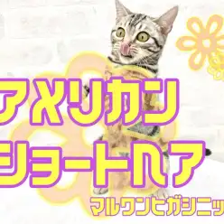 【 アメリカンショートヘア 】甘えん坊な小顔美人にゃんは肩乗りも膝乗りもお任せ！