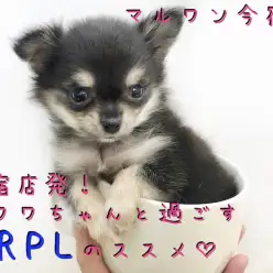 【 チワワ 】甘辛フェイスの手乗りチワワ！ウルトラライトペットライフでGO！