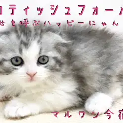 【 スコティッシュフォールド 】幸せを呼ぶ垂れ耳ニャンコ！遊び上手な元気っ子！