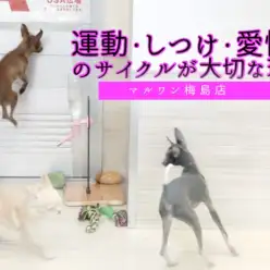 【 お役立て・犬の育て方の基礎 】運動・しつけ・愛情のサイクルが大切な理由