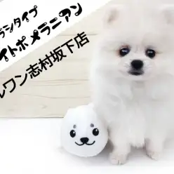 【 ホワイトポメラニアン 】金メダル級の激カワポメラニアンを東京で発見！