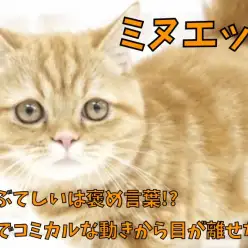 【 ミヌエット 】ふてぶてしいは褒め言葉！短足でコミカルな動きから目が離せない！