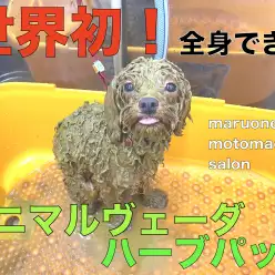 【 元町店・クーポン付 】世界初の全身パック！アニマルヴェーダハーブパック！