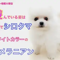 【 ポメラニアン 】シロクマ系ホワイトポメ！カメラを意識したポージングをお披露目