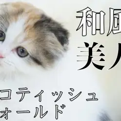 【 スコティッシュ・フォールド 】和風美人!大和撫子!!見返り美人!!