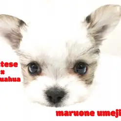 【 MIX・マルチワ 】可愛さMAX！東京スカイツリーのふもとにやって来た！！