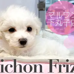 【 ビションフリーゼ 】ワンちゃん初心者必見！寝相にも注目なマイペースガール。