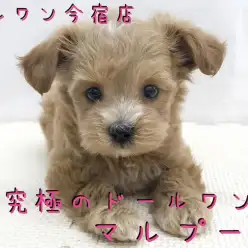 【 マルプー 】究極のドールワンコ！おっとりマイペースなアイドル級の癒し系！