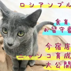 【 ロシアンブルー 】甘えん坊猫ちゃん好き必見！今宿店流ニャンコ育成術を大公開！