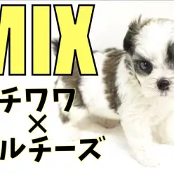 【 MIX 】ヨチヨチ歩きが可愛すぎる！オリジナル溢れる毛色はMIXならでは！