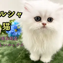 【 ペルシャ 】新生活に小さな王様を迎えて最上級の癒しと華を・・・♡