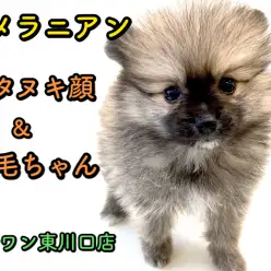 【 ポメラニアン 】ポメ好きは見逃し厳禁！超たぬき顔ポメラニアンがやってきた♪