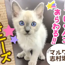 【 トンキニーズ 】シャムとバーミーズのスーパーハイブリッドキャットが登場！