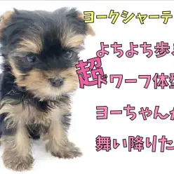 【 ヨークシャーテリア 】よちよち歩きと超ードワーフ体型のヨーちゃんが舞い降りた