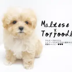 【 MIX犬・子犬 】アプリコットカラーと丸みのあるディテールのマルプー登場!