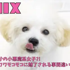 【 MIX 】まさかの小悪魔系女!?フワフワモコモコに魅了される事間違いなし!