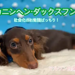 【 K.ダックス 】社会化のお勉強ばっちり！先住犬と仲良く慣るポイントをご紹介！