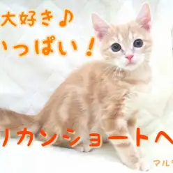 【 アメリカンショートヘア 】元気一番!遊びが大好きな男の子!