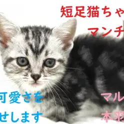 【 マンチカン 】短足猫ちゃんの代名詞！その可愛さをお見せします！