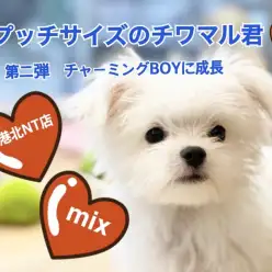 【 MIX犬 】紹介ブログ第二弾！入店時290gのチワマルくんが1kgに！