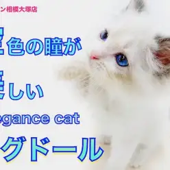 【 ラグドール 】スカイブルーの瞳！エレガントな見た目と性格のギャップに萌え！