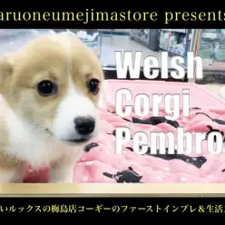 【 コーギー 】愛らしいルックスの梅島店コーギーのファーストインプレ&生活方法!