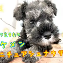 【 ミニチュアシュナウザー 】頑張り屋さんでスタイル抜群パーフェクトワンコくん!