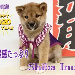 【 柴犬 】重厚感あふれるむっちりボディ♪性格は超マイペース！