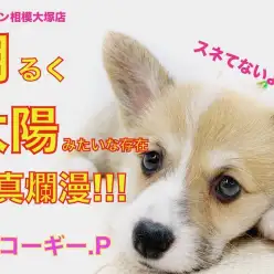 【 コーギー 】明るく、太陽の様な存在！元気と癒しを与えてくれる良きパートナー